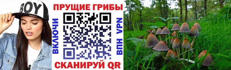 Псилоцибиновые грибы мицелий даркнет сайт Темрюк